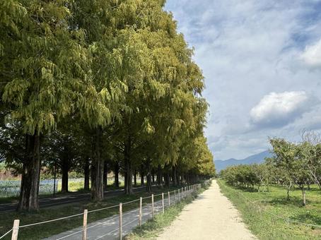 メタセコイヤ メタセコイヤ メタセコイヤ,メタセコイヤ並木,滋賀県の写真素材