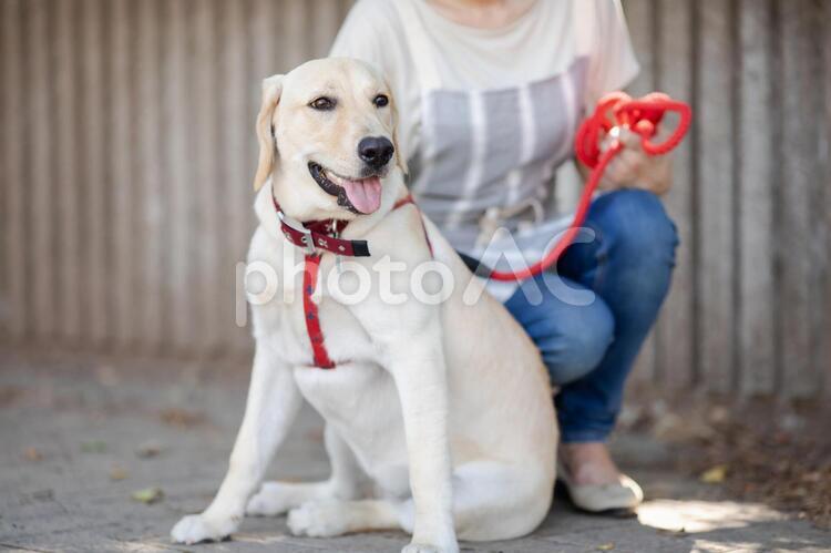 飼い主と散歩する犬 犬,犬の散歩,散歩の写真素材