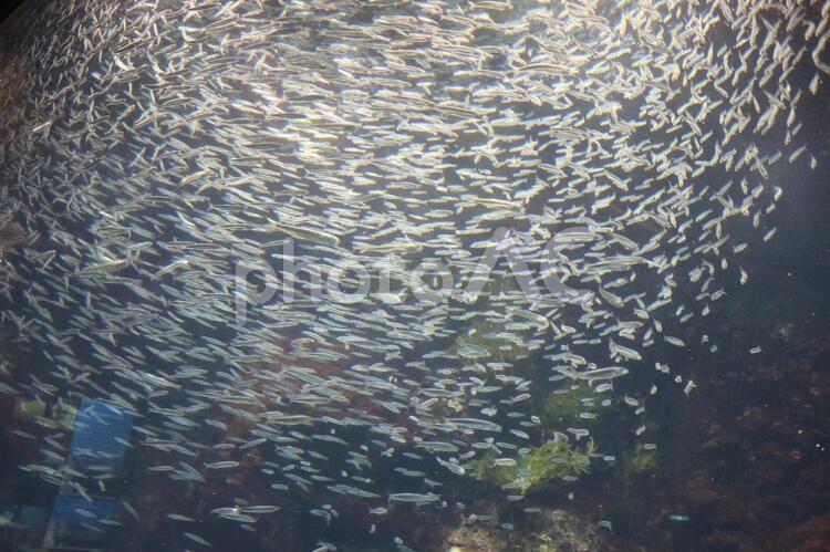 小魚の群れ 小魚,水,水槽の写真素材