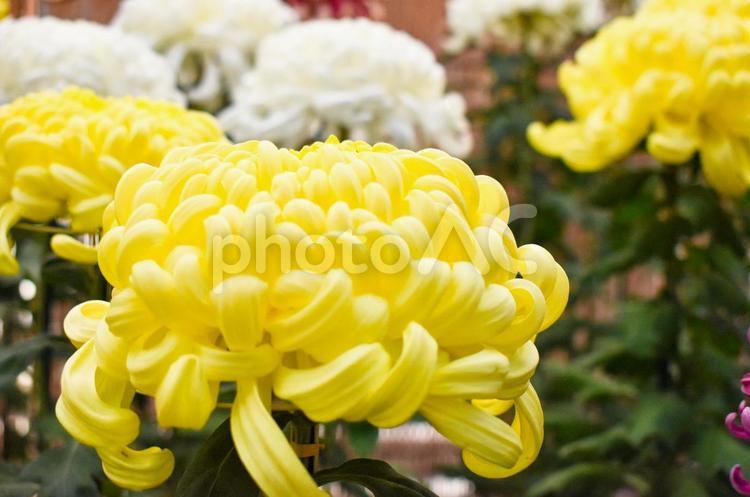 黄色い菊の花 - No: 27992075｜写真素材なら「写真AC」無料（フリー）ダウンロードOK