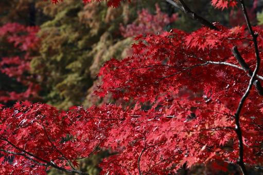 紅葉 紅葉 もみじ,楓,かえでの写真素材
