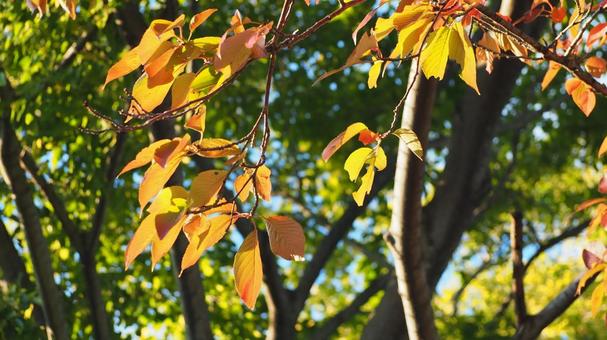 秋の光に輝く紅葉 秋の光に輝く紅葉 秋,10月,11月の写真素材