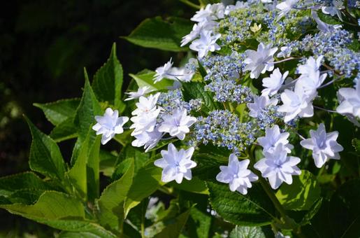 紫陽花 紫陽花の写真