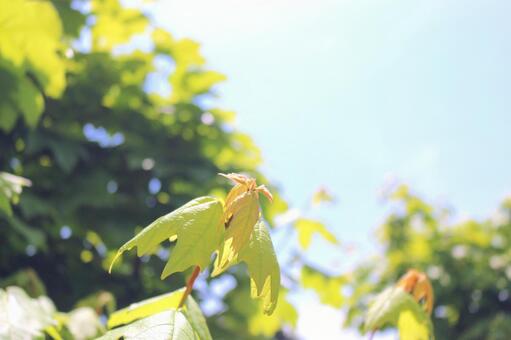 Young leaves of sugar maple, JPG