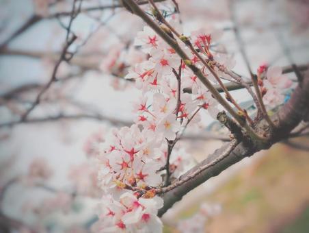 桜 桜の写真