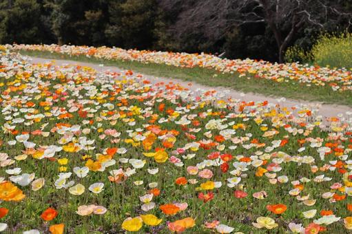 カラフルなアイスランドポピーの花畑と道 カラフルなアイスランドポピーの花畑と道の写真