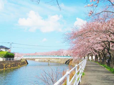 桜並木の川辺 桜並木の川辺の写真