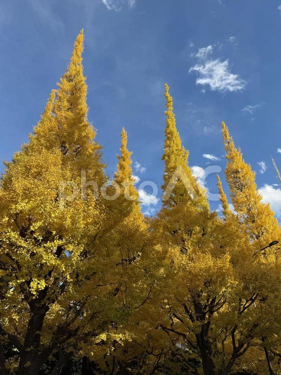 堂々たる紅葉の木 紅葉,秋,もみじの写真素材