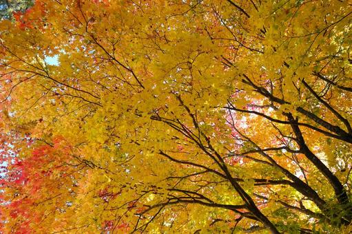 紅葉 紅葉の写真