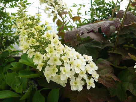 Photo, hydrangea, kashiwaba hydrangea, flower, 