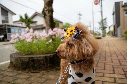 トイプードルと散歩 トイプードルと散歩の写真