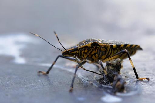 キマダラカメムシ キマダラカメムシ,カメムシ,昆虫の写真素材