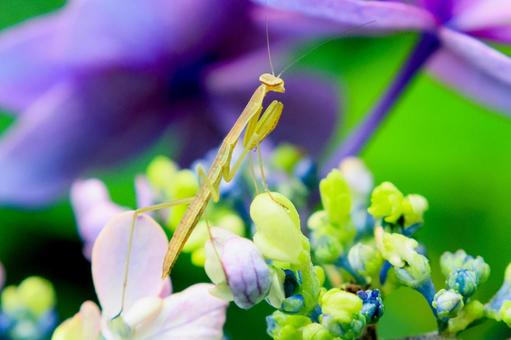 Praying Mantis, JPG Praying Mantis, JPG