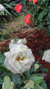 雨上がり、白い薔薇 雨上がり、白い薔薇 薔薇,バラ,ローズの写真素材