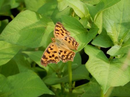 【昆虫写真】キタテハ(黄立翅) 【昆虫写真】キタテハ(黄立翅)の写真