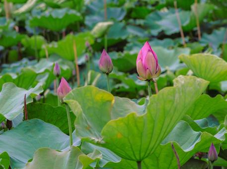 ハス池 ハスの花4ー68 ハス池 ハスの花4ー68の写真
