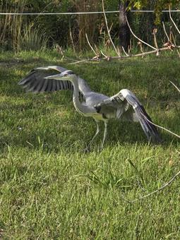 アオサギ② アオサギ,鳥,野鳥の写真素材
