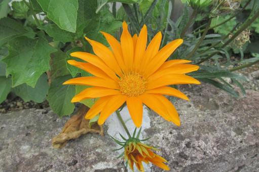 住宅地の花壇に咲くガザニアの花 住宅地の花壇に咲くガザニアの花 ガザニア,花,植物の写真素材