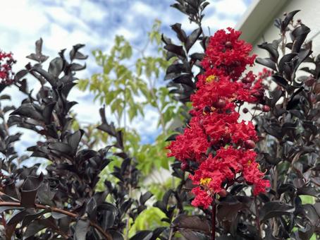 Photo, ফুল, গ্রীষ্ম, রেড হান্ড্রেড দিন, 