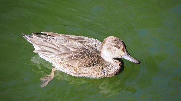 Spot-billed Duck Waterfowl Pond Chikozan Park Children's Zoo Sayama City Spot-billed Duck Waterfowl Pond Chikozan Park Children's Zoo Sayama City