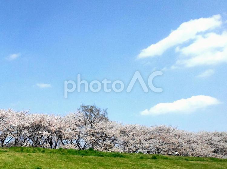 桜並木 背景,空,風景の写真素材