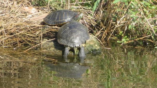 アカミミガメ二匹 アカミミガメ二匹 アカミミガメ,ミシシッピアカミミガメ,キバラガメの写真素材