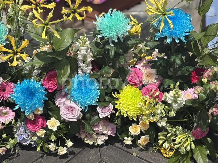 カラーリングマム2 花壇,ペチュニア,花の写真素材