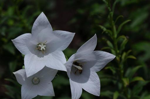 Photo, campanulaceae, flower, bellflower family, 