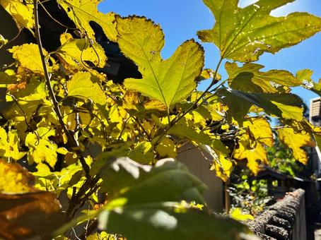 葉を透過する太陽の光 葉,逆光,太陽の写真素材
