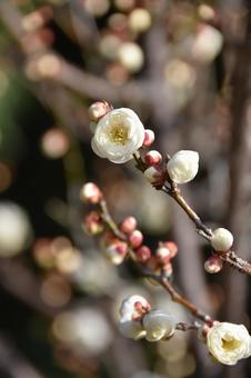 Plum (Tamabotan), JPG Plum (Tamabotan), JPG