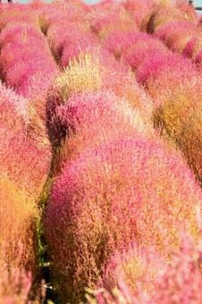 大分県　るるパークのコキアの写真