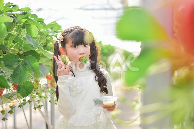 いちご狩りをする子供 いちご狩り,子供,いちごの写真素材