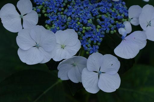 雨に濡れて咲く 雨に濡れて咲く あじさい,花,アジサイ科の植物の写真素材