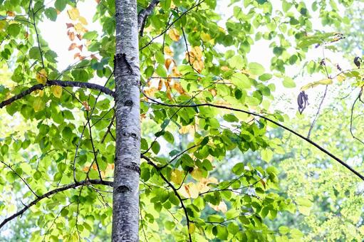 秋の白樺の写真