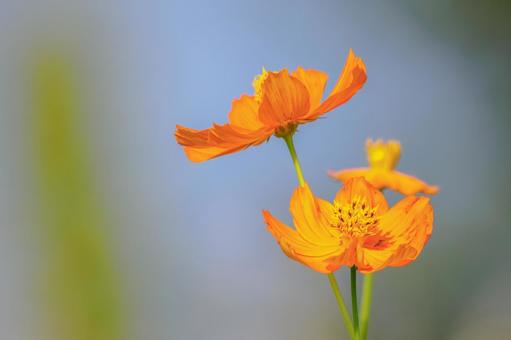 Yellow Cosmos ⑽, JPG