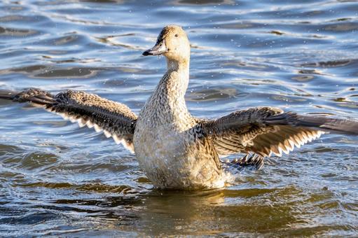 オナガガモの羽ばたき⑴ カモ,オナガガモ,メスの写真素材
