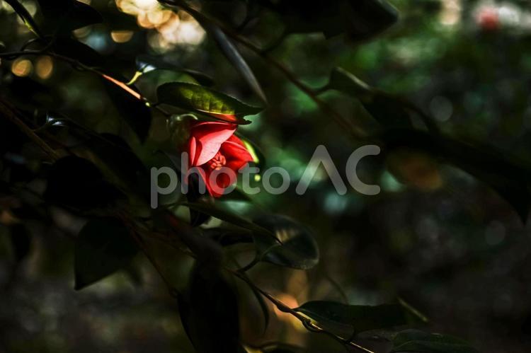 ＜五島の風景＞夜明けのヤブツバキ 花,風景,椿の写真素材