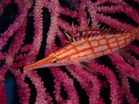 クダゴンベ クダゴンベ,伊豆大島,伊豆大島ダイビングの写真素材