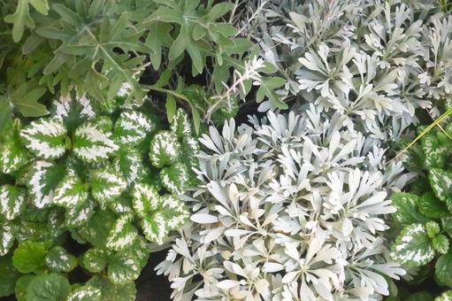 観葉植物の寄せ植え 見頃,自生,観葉植物の写真素材