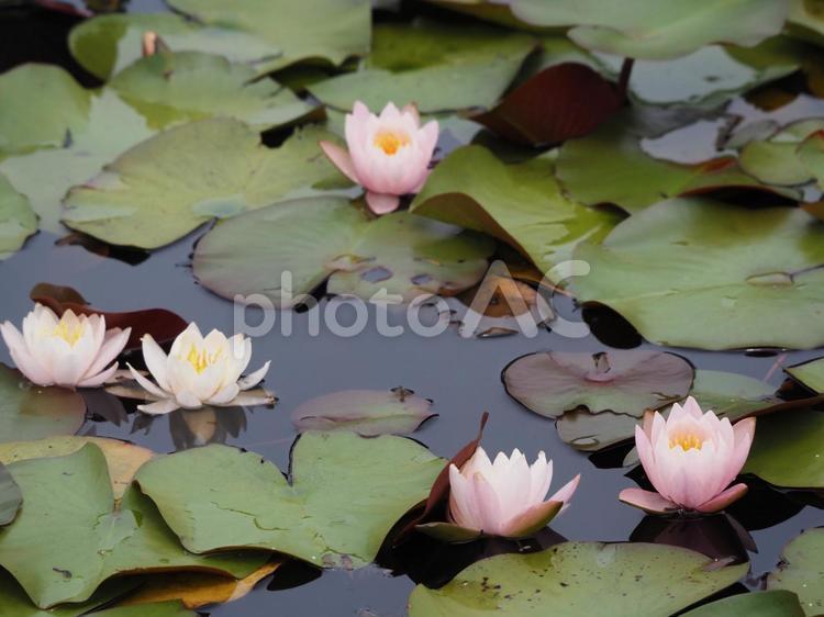 夏の公園　睡蓮池 スイレン,睡蓮,すいれんの写真素材