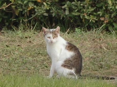 ノラ猫-4の写真