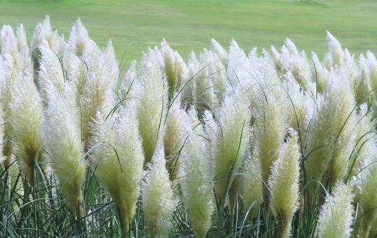 ふわふわのパンパスグラスの花穂 ふわふわのパンパスグラスの花穂 パンパスグラス,イネ科,シロガネヨシの写真素材