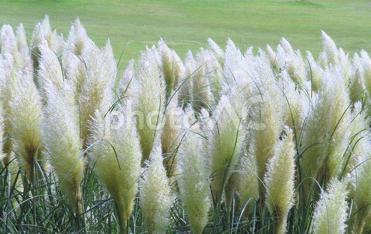 ふわふわのパンパスグラスの花穂 パンパスグラス,イネ科,シロガネヨシの写真素材