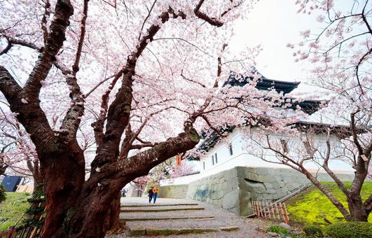 Cherry blossoms at Matsumae Castle, JPG Cherry blossoms at Matsumae Castle, JPG