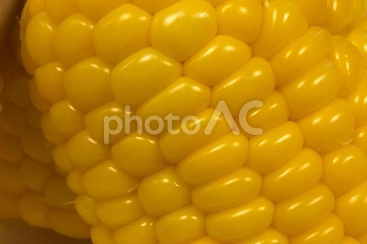 茹でたとうもろこし トウモロコシ,とうもろこし,茹でたトウモロコシの写真素材