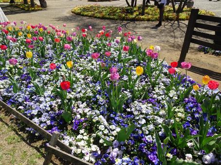Flowers in the flowerbed-14, JPG Flowers in the flowerbed-14, JPG