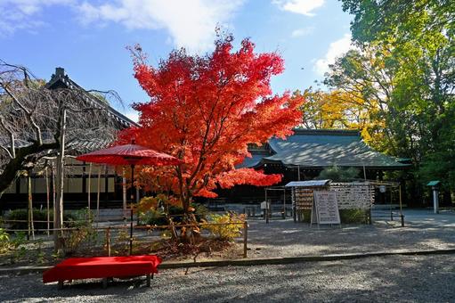 大阪・三島郡 水無瀬神宮 境内 大阪・三島郡 水無瀬神宮 境内 水無瀬神宮,秋,紅葉の写真素材