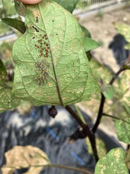 葉の裏の害虫 葉の裏の害虫の写真