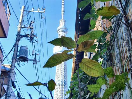 木の葉越しの東京スカイツリー-4 木の葉越しの東京スカイツリー-4 木,枝,葉の写真素材