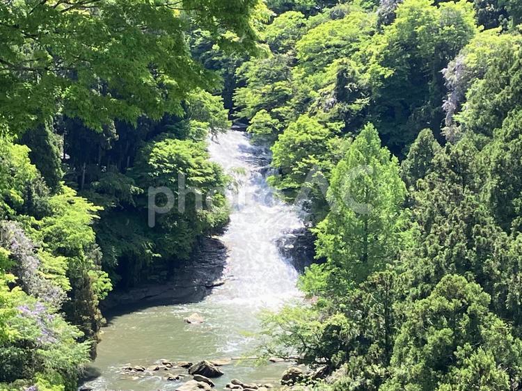 展望台から見た新緑の粟又の滝 粟又の滝,展望台,新緑の写真素材